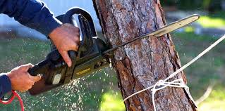 Best Tree Trimming and Pruning  in Sinking Spring, PA