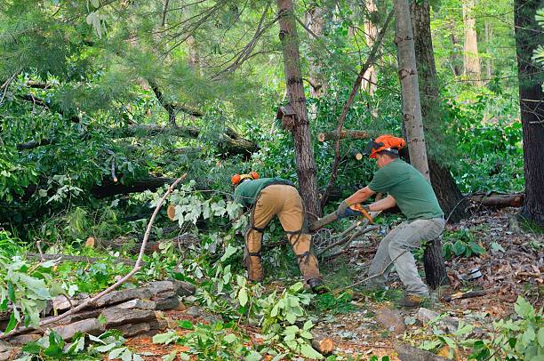 Best Weed Control  in Sinking Spring, PA